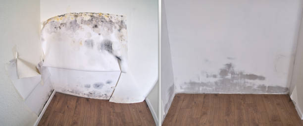 Best Affordable Mold Removal  in USA